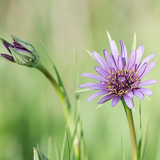 Tragopogon porrifolius, salsify, Tasmania