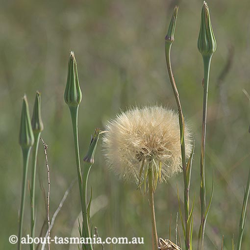 Tragopogon porrifolius, salsify, Tasmania