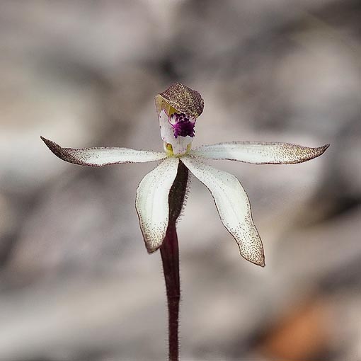 Caladenia atrata, dark caladenia, Tasmania