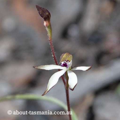 Caladenia atrata, dark caladenia, Tasmania