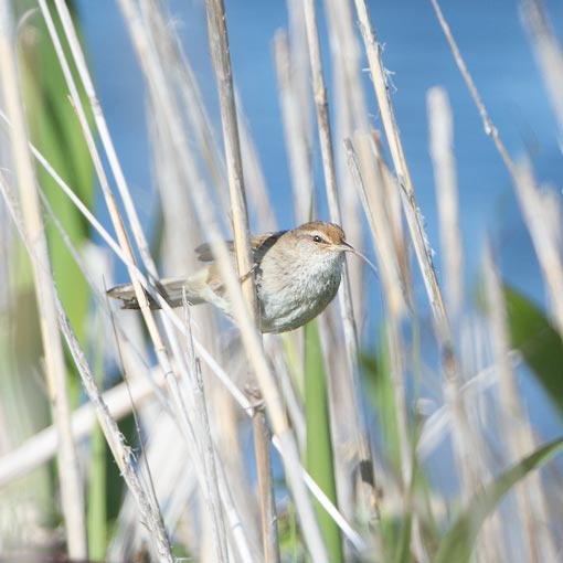 Little Grassbird, Megalurus gramineus, Tasmania