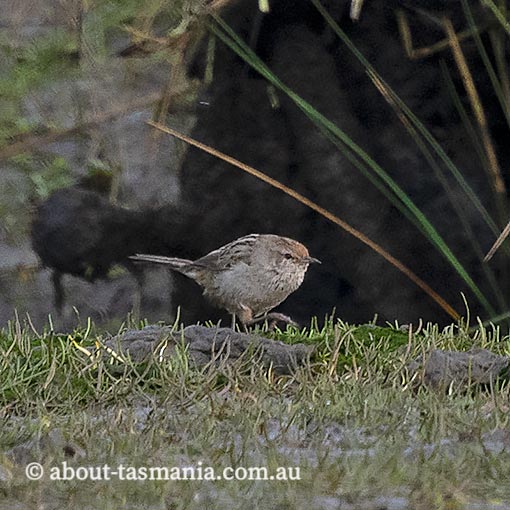 Little Grassbird, Megalurus gramineus, Tasmania