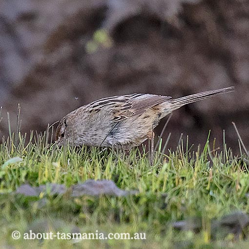 Little Grassbird, Megalurus gramineus, Tasmania