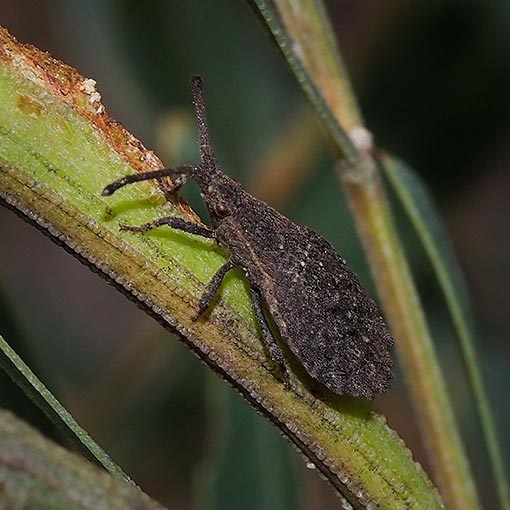 Agriopocoris sp., Leaf-footed Bug, Coreidae, Tasmania