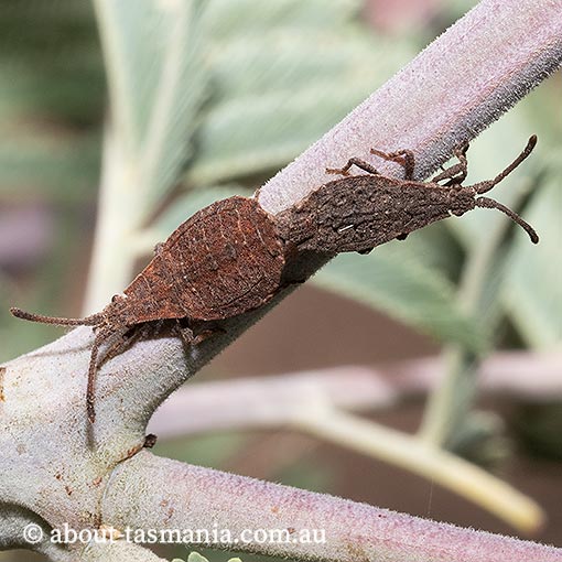 Agriopocoris sp., Leaf-footed Bug, Coreidae, Tasmania