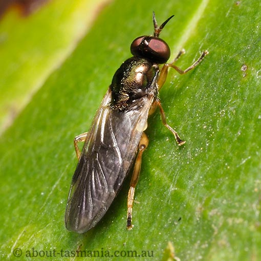 Australoactina costata, Stratiomyidae, Tasmania