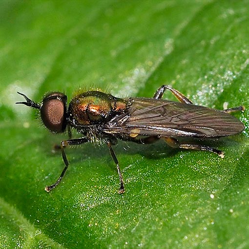 Australoactina costata, Stratiomyidae, Tasmania
