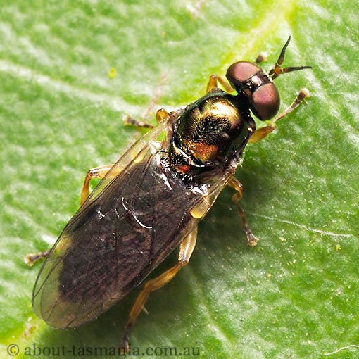 Australoactina costata, Stratiomyidae, Tasmania