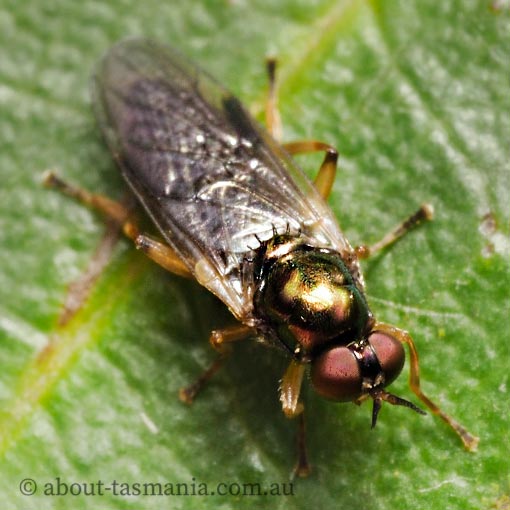 Australoactina costata, Stratiomyidae, Tasmania