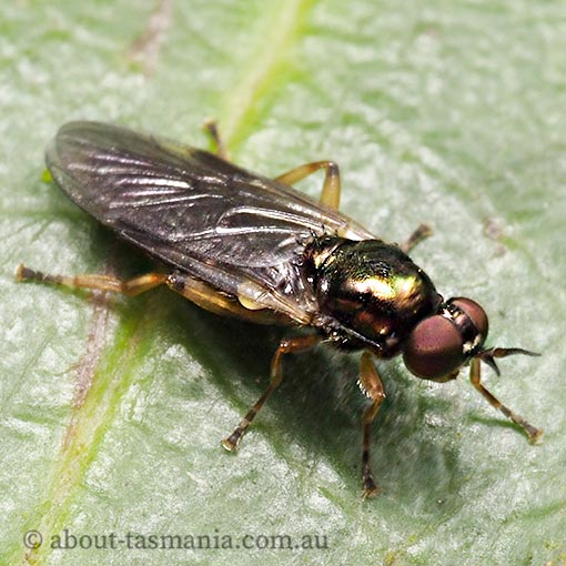 Australoactina costata, Stratiomyidae, Tasmania