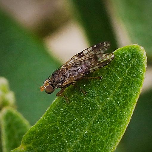 Austrotephritis nr. bushi, fly, Tasmania