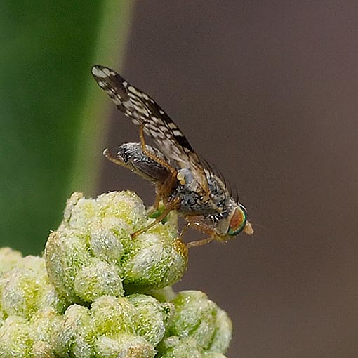 Austrotephritis nr. bushi, fly, Tasmania