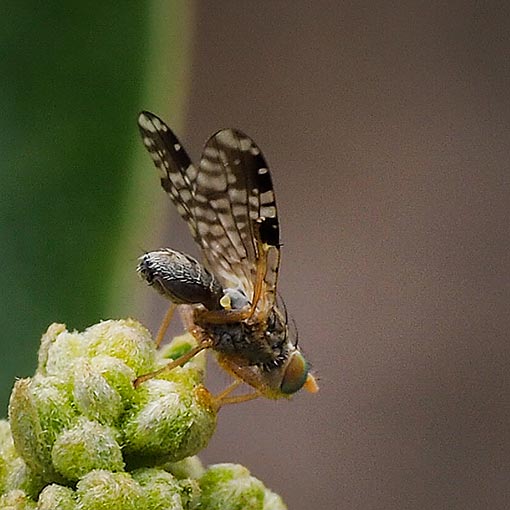 Austrotephritis nr. bushi, fly, Tasmania