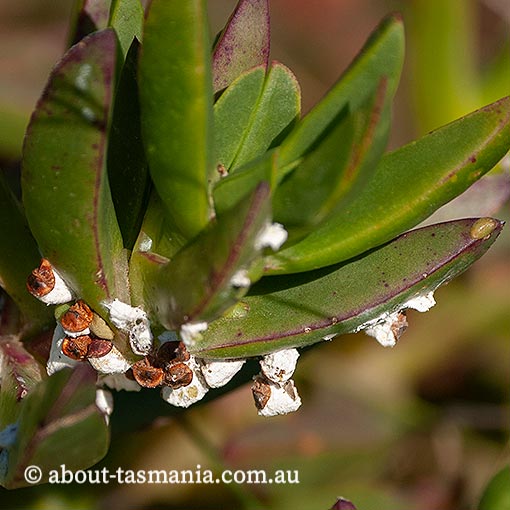 Icerya sp., Monophlebidae, Tasmania