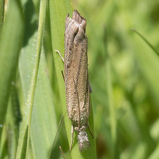Culladia cuneiferellus, Crambidae, Tasmania, moth