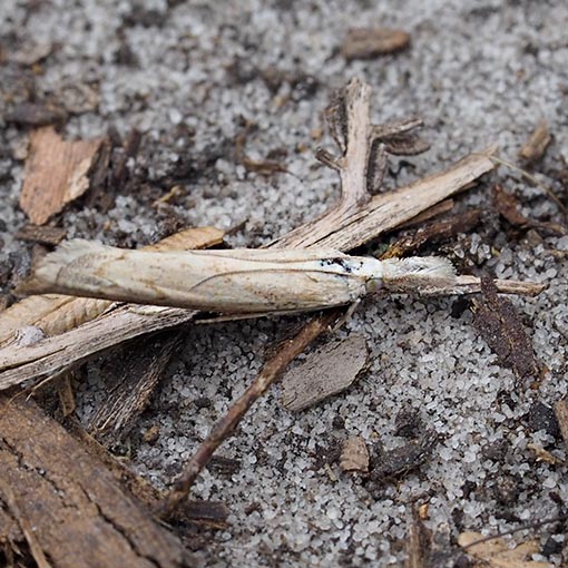 Culladia cuneiferellus, Crambidae, Tasmania, moth