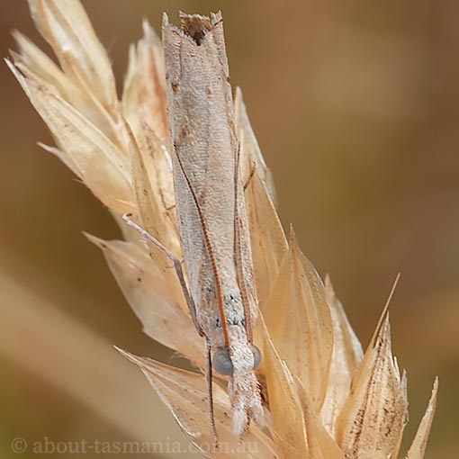 Culladia cuneiferellus, Crambidae, Tasmania, moth