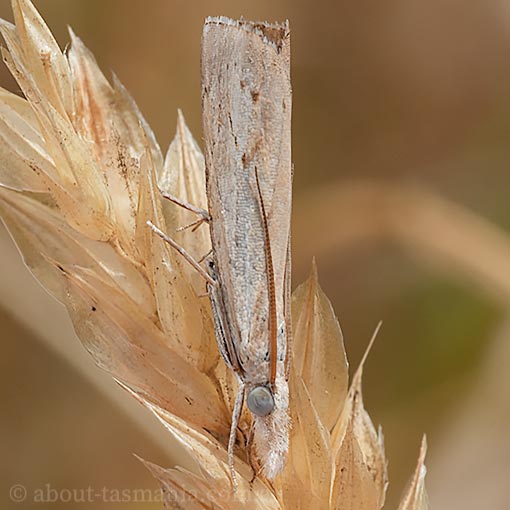 Culladia cuneiferellus, Crambidae, Tasmania, moth