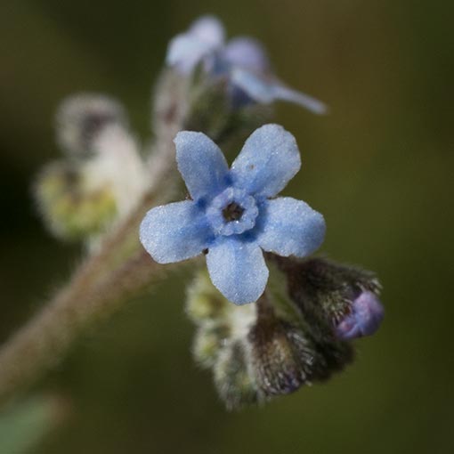 Cynoglossum australe, Coast Houndstongue, Tasmania