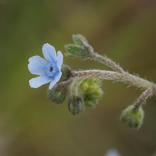 Cynoglossum australe, Coast Houndstongue, Tasmania