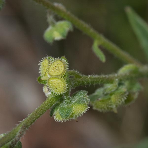 Cynoglossum australe, Coast Houndstongue, Tasmania