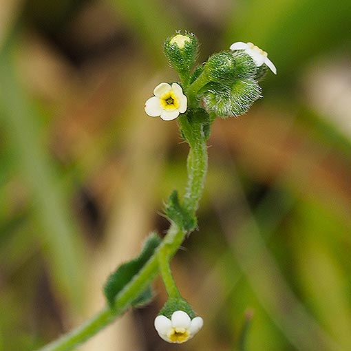 Cynoglossum suaveolens, Sweet Houndstongue, Tasmania