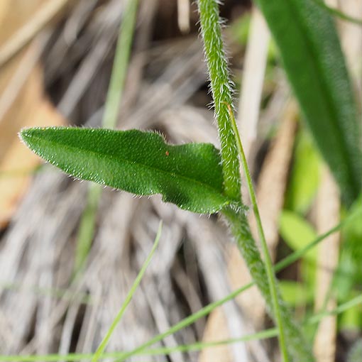 Cynoglossum suaveolens, Sweet Houndstongue, Tasmania