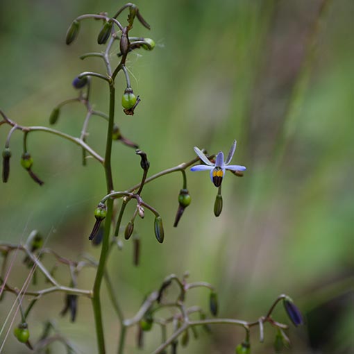 Dianella brevicaulis,<br />
Shortstem flaxlily, Tasmania