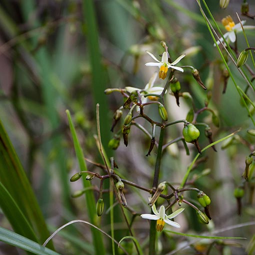 Dianella brevicaulis, Shortstem flaxlily, Tasmania