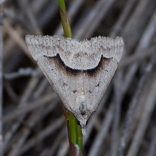 dichromodes-euscia2 Dichromodes euscia