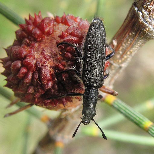 Eleale sp., clerid beetle, Cleridae, Tasmania