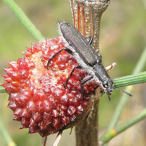 Eleale sp., clerid beetle, Cleridae, Tasmania