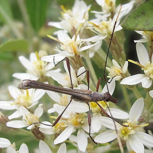 Enchoptera apicalis, longicorn beetle, Cerambycidae, Tasmania