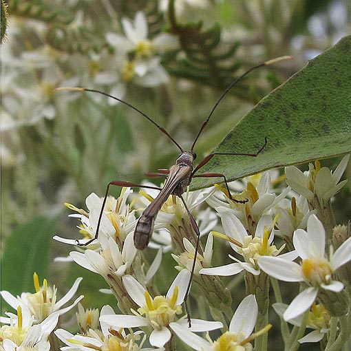 Enchoptera apicalis, longicorn beetle, Cerambycidae, Tasmania