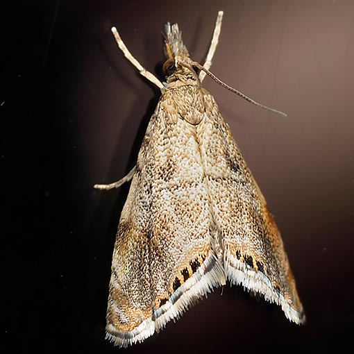 Glaucocharis dilatella, moth, Tasmania