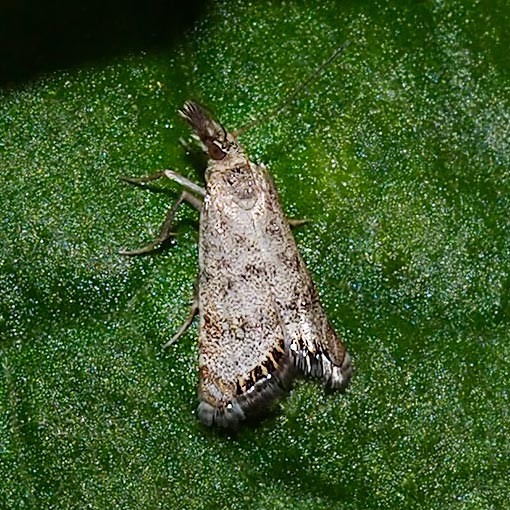 Glaucocharis dilatella, moth, Tasmania