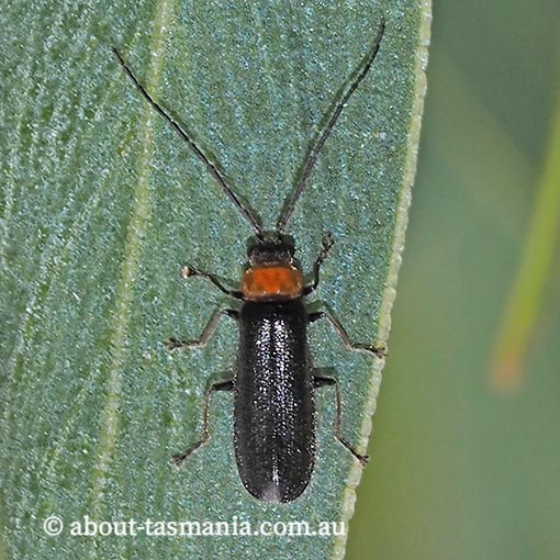 Heteromastix sp. Cantharidae, Soldier Beetle, Tasmania