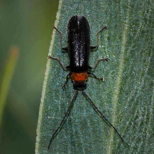 Heteromastix sp. Cantharidae, Soldier Beetle, Tasmania