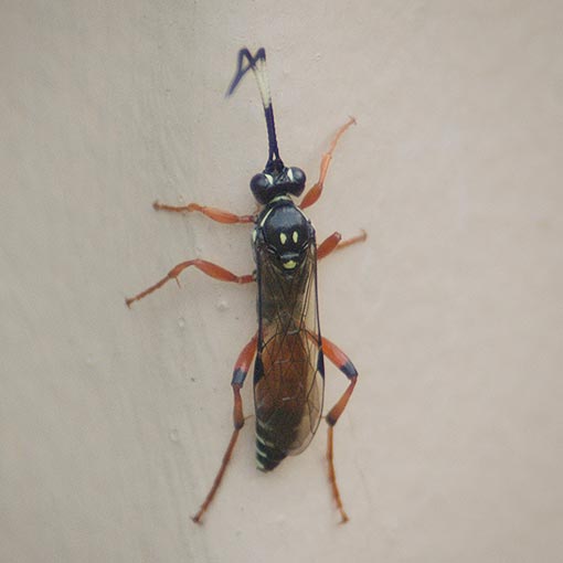 Ichneumoninae, Ichneumon Wasp, Tasmania