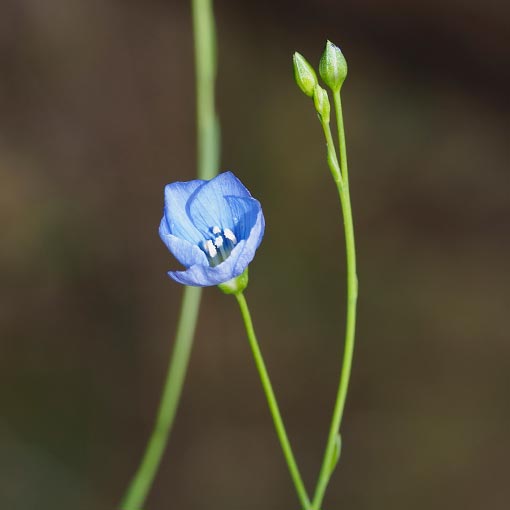 Linum marginale, Native Flax, Tasmania