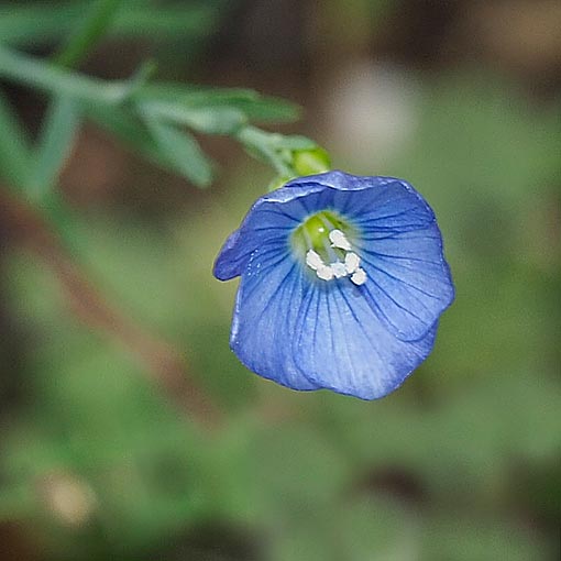 Linum marginale, Native Flax, Tasmania
