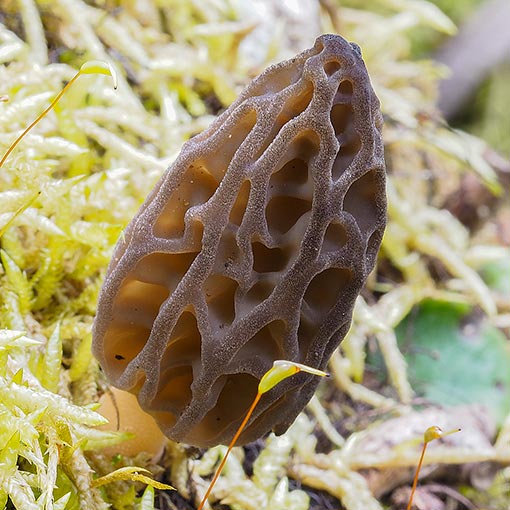 Morchella australiana, fungi, Tasmania