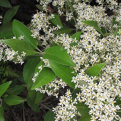 Olearia argophylla, musk daisybush, Tasmania