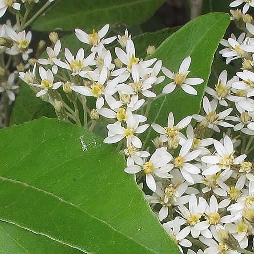 Olearia argophylla, musk daisybush, Tasmania