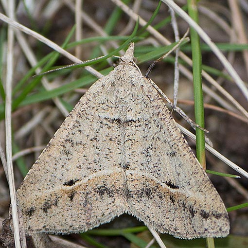Parosteodes fictiliaria, Dodonaea Moth, Tasmania