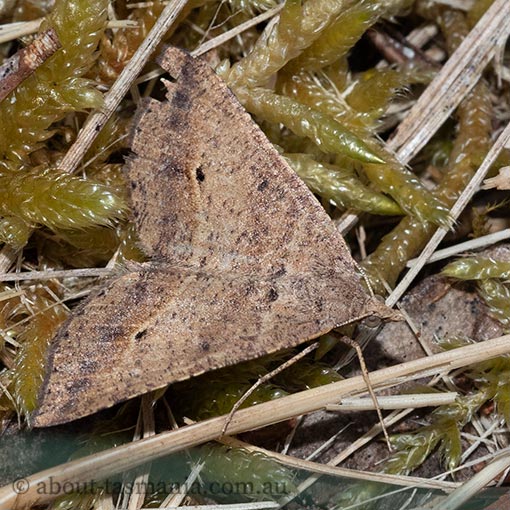 Parosteodes fictiliaria, moth, Tasmania