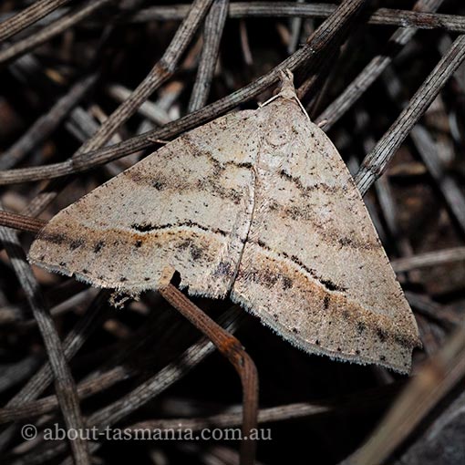 Parosteodes fictiliaria, moth, Tasmania
