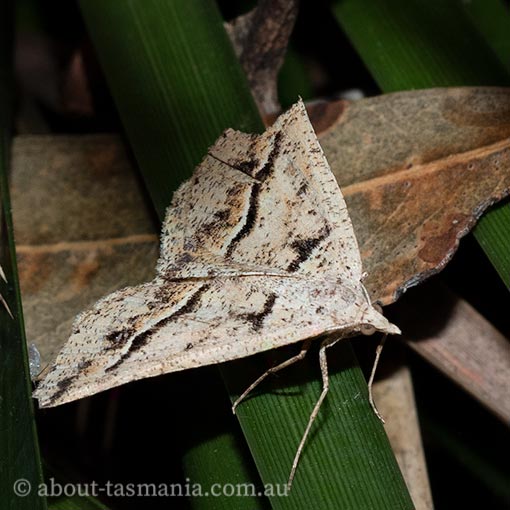 Parosteodes fictiliaria, moth, Tasmania