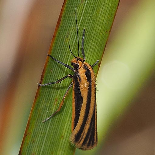 Phaeophlebosia furcifera, moth, Tasmania
