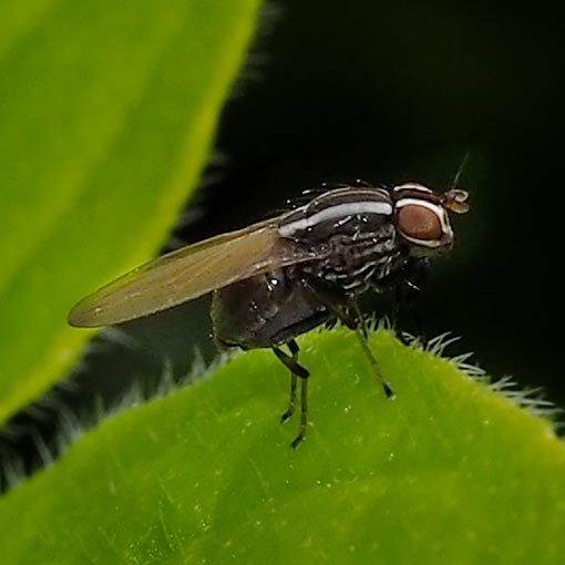 Poecilohetaerus schineri, Lauxaniidae, Tasmania